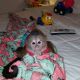 Capuchins Monkey Animals for sale in Detroit, MI, USA. price: NA