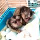 Capuchins Monkey Animals for sale in Cleveland, OH, USA. price: NA