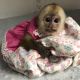 Capuchins Monkey Animals for sale in Black Ridge Rd SW, Burks Fork, VA, USA. price: $800