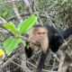 Capuchins Monkey Animals for sale in California St, San Francisco, CA, USA. price: NA