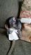 Capuchins Monkey Animals for sale in Fresno, CA 93720, USA. price: NA