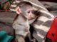 Capuchins Monkey Animals for sale in AR-7, Hot Springs Township, AR, USA. price: $2,000