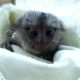 Capuchins Monkey Animals for sale in Idaho Springs, CO, USA. price: $800