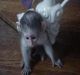 Capuchins Monkey Animals for sale in Pennsylvania Station, 4 Pennsylvania Plaza, New York, NY 10001, USA. price: NA