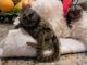 Capuchins Monkey Animals for sale in Boise, ID, USA. price: NA