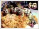 Capuchins Monkey Animals for sale in Oakland, CA, USA. price: NA