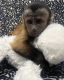 Capuchins Monkey Animals for sale in Del Rey Oaks, CA 93940, USA. price: NA