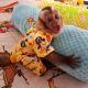Capuchins Monkey Animals for sale in Atlanta, GA, USA. price: $700