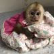 Capuchins Monkey Animals for sale in Phoenix, AZ, USA. price: $500