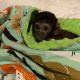 Capuchins Monkey Animals for sale in Carolina Beach, NC 28428, USA. price: NA