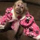 Capuchins Monkey Animals for sale in TN-24, Nashville, TN, USA. price: $1,500