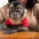 Capuchins Monkey Animals for sale in Santa Barbara, CA, USA. price: NA