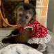 Capuchins Monkey Animals for sale in Michigan City, IN, USA. price: NA