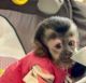 Capuchins Monkey Animals for sale in Matawan, Byron Township, MN 56072, USA. price: NA