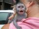 Capuchins Monkey Animals for sale in 1000 Jefferson St, Hoboken, NJ 07030, USA. price: NA