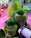 Capuchins Monkey Animals for sale in Quebec Ct, Little Canada, MN 55117, USA. price: NA