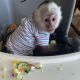 Capuchins Monkey Animals for sale in 6841 Hanford St, Jacksonville, FL 32219, USA. price: NA
