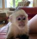 Capuchins Monkey Animals for sale in California City, CA, USA. price: $600