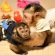 Capuchins Monkey Animals for sale in Johnstown, FL 32054, USA. price: NA
