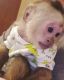 Capuchins Monkey Animals for sale in 326 Schenck Ave, Brooklyn, NY 11207, USA. price: NA