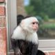 Capuchins Monkey Animals for sale in Colorado Springs, CO, USA. price: $1,200