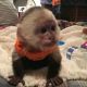 Capuchins Monkey Animals for sale in Canton, OH, USA. price: $600