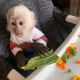 Capuchins Monkey Animals for sale in Ohio City, Cleveland, OH, USA. price: $425