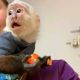 Capuchins Monkey Animals for sale in Michigan - Martin, Detroit, MI 48210, USA. price: $600