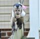 Capuchins Monkey Animals for sale in Fayetteville, NC, USA. price: NA