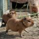 Capybara Rodents