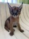 Caracat Cats for sale in Canada, KY 41519, USA. price: NA