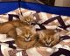 Caracat Cats for sale in Texas City, TX, USA. price: NA