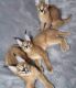Caracat Cats for sale in Florida A1A, Miami Beach, FL, USA. price: NA