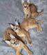 Caracat Cats for sale in Orlando, FL, USA. price: NA