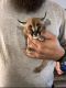 Caracat Cats for sale in Tucson, AZ, USA. price: $800