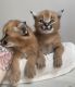 Caracat Cats for sale in Dover, DE, USA. price: NA
