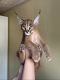 Caracat Cats for sale in Carmel-By-The-Sea, CA 93921, USA. price: $500