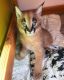 Caracat Cats for sale in ON-401, Ontario, Canada. price: $600