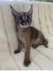 Caracat Cats for sale in San Francisco, California. price: $400
