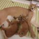 Caracat Cats for sale in McAllen, Texas. price: $3,500