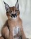 Caracat Cats for sale in Chesterfield, New Hampshire. price: $20