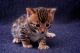 Caracat Cats for sale in Ontario, CA, USA. price: NA