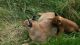 Caracat Cats for sale in Gbi & Gavin, Milford, NH 03055, USA. price: NA