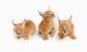 Caracat Cats for sale in TX-360, Grand Prairie, TX, USA. price: $850