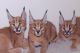 Caracat Cats for sale in California Oaks Rd, Murrieta, CA 92562, USA. price: NA