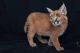 Caracat Cats for sale in Carlsbad, CA, USA. price: $850