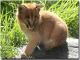 Caracat Cats for sale in Texas Ave, Houston, TX, USA. price: $800