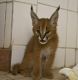 Caracat Cats for sale in Ashburnham, MA, USA. price: NA
