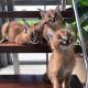 Caracat Cats for sale in California St, San Francisco, CA, USA. price: $2,000
