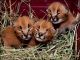 Caracat Cats for sale in Los Angeles, CA, USA. price: $700